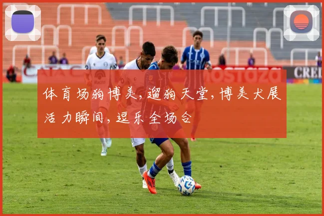 体育场狗博美,遛狗天堂,博美犬展活力瞬间,逗乐全场合
